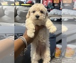 Small #1 Poodle (Toy)