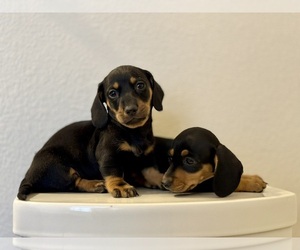Dachshund Dog for Adoption in EL PASO, Texas USA