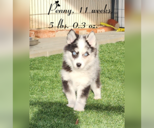 Pomsky Puppy for Sale in RAMONA, California USA