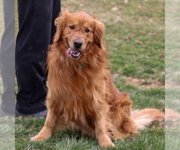 Medium Photo #1 Golden Retriever Puppy For Sale in LITITZ, PA, USA