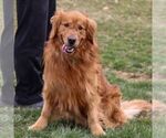 Small Photo #1 Golden Retriever Puppy For Sale in LITITZ, PA, USA