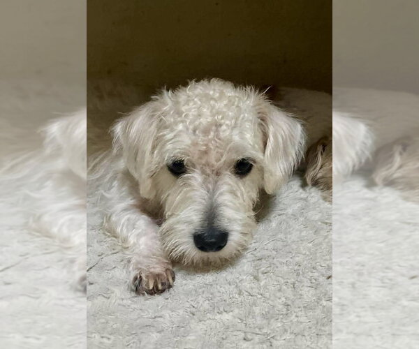 Medium Photo #2 Poodle (Miniature)-Unknown Mix Puppy For Sale in San Diego, CA, USA