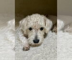 Small #1 Poodle (Miniature) Mix