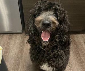 Father of the Goldendoodle puppies born on 06/04/2025