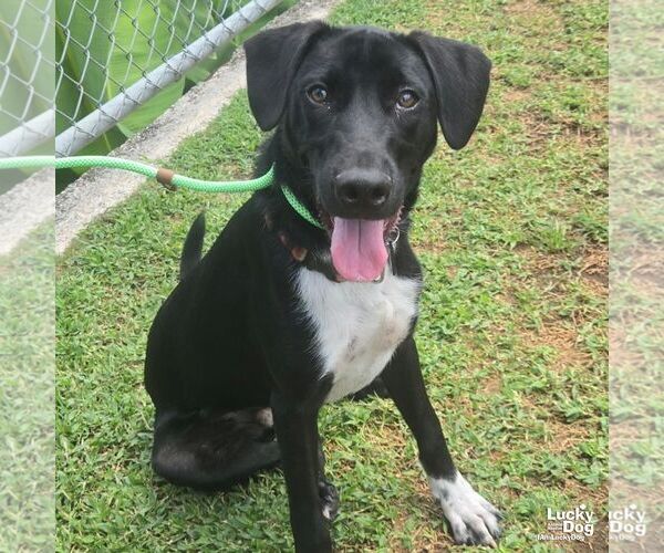 Medium Photo #1 Labrador Retriever-Retriever  Mix Puppy For Sale in Washington, DC, USA