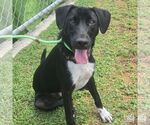 Small Labrador Retriever-Retriever  Mix