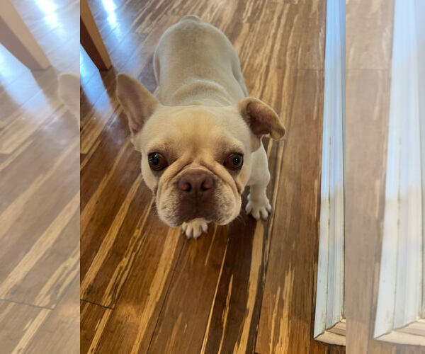 Medium Photo #1 French Bulldog Puppy For Sale in Crete, IL, USA