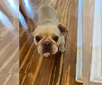 Small French Bulldog