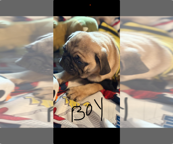 Medium Photo #3 Pug Puppy For Sale in FREDERICKSBURG, VA, USA