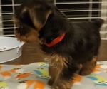 Small Photo #9 Yorkshire Terrier Puppy For Sale in LEXINGTON, GA, USA