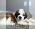 Small Photo #2 Saint Bernard Puppy For Sale in PALM COAST, FL, USA