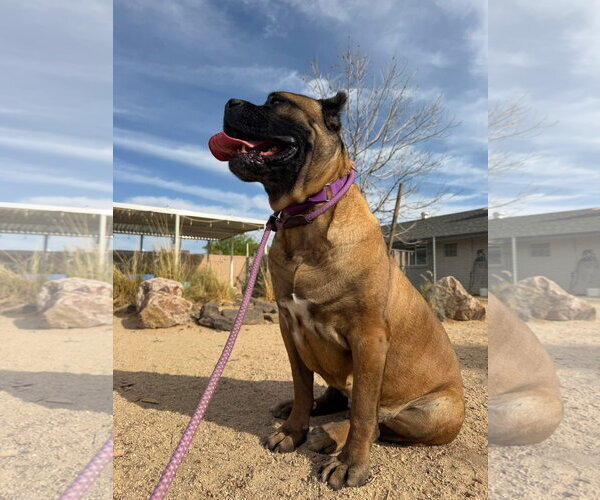 Medium Photo #5 Mutt Puppy For Sale in Goodyear, AZ, USA