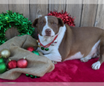 Small American Pit Bull Terrier Mix