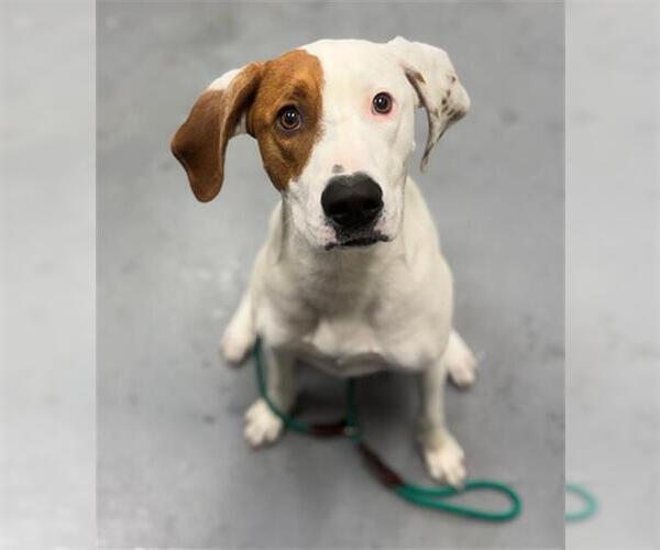 Medium Photo #1 Mutt Puppy For Sale in Peoria, IL, USA