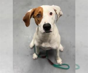 Mutt Dog for Adoption in Peoria, Illinois USA