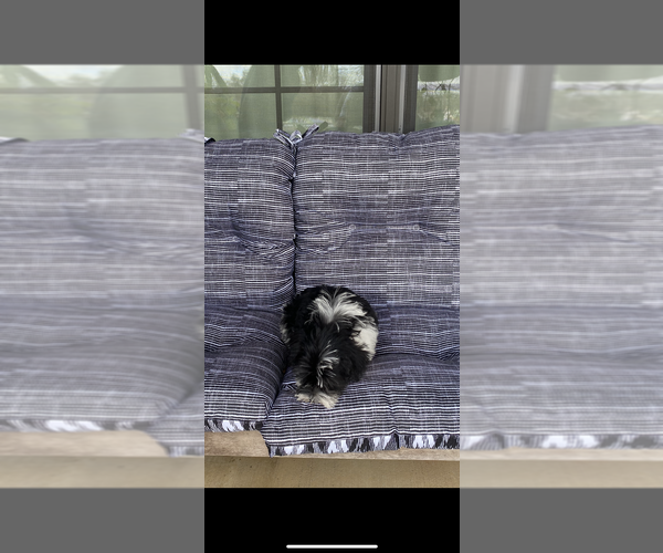 Medium Photo #5 Schnauzer (Miniature) Puppy For Sale in BLOUNTSTOWN, FL, USA