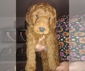 Goldendoodle (Miniature) Puppy for sale in PUEBLO, CO, USA