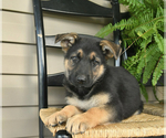 Small Photo #11 German Shepherd Dog Puppy For Sale in DAVENPORT, FL, USA