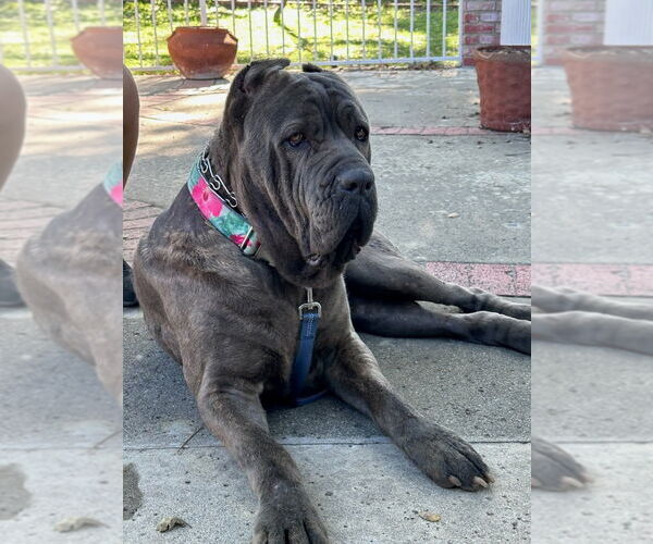 Medium Photo #12 Mutt Puppy For Sale in Lake Forest, CA, USA