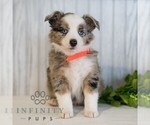 Small Miniature Australian Shepherd