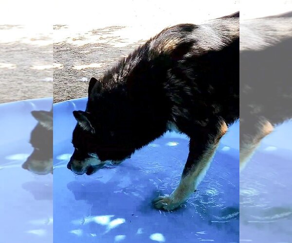 Medium Photo #25 Australian Kelpie Puppy For Sale in Apple Valley, CA, USA