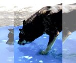 Small #24 Australian Kelpie