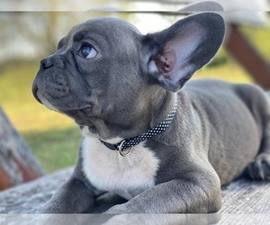 French Bulldog Puppy for sale in BROOKLYN, NY, USA