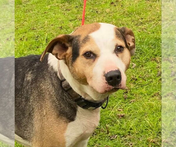 Medium Photo #2 Boxer-Unknown Mix Puppy For Sale in Canton, CT, USA