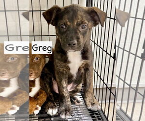 Boxador Dogs for adoption in GILBERTS, IL, USA