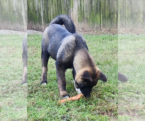 Medium Photo #6 Akita Puppy For Sale in MEM, TN, USA