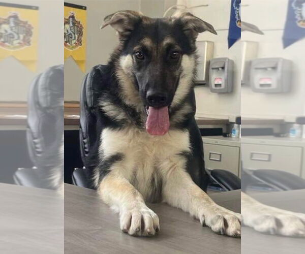 Medium Photo #2 Mutt Puppy For Sale in Newport Beach, CA, USA