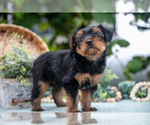 Small Photo #21 Shorkie Tzu Puppy For Sale in KIRKWOOD, PA, USA