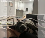 Small #2 American Staffordshire Terrier Mix