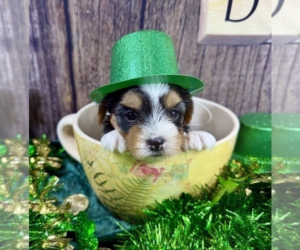 Medium Photo #11 Maltese Puppy For Sale in CASSVILLE, MO, USA