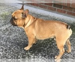 Small Photo #2 French Bulldog Puppy For Sale in MIDDLEBURG, FL, USA