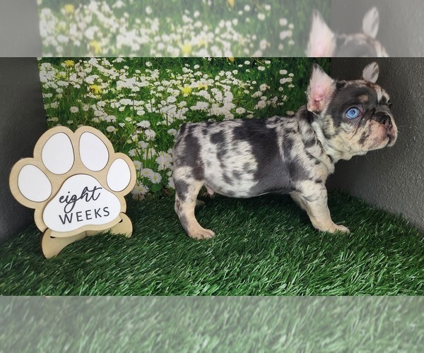 Medium Photo #4 French Bulldog Puppy For Sale in MARYVILLE, TN, USA