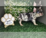 Small #3 French Bulldog