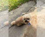 Small #4 Shih Tzu Mix