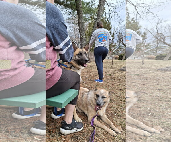 Medium Photo #15 Mutt Puppy For Sale in Sebec, ME, USA