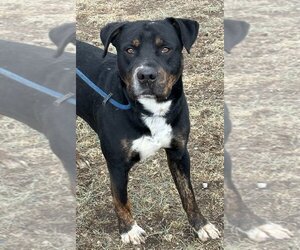American Pit Bull Terrier-Unknown Mix Dogs for adoption in Las Vegas, NM, USA