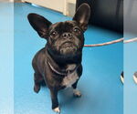 Small #1 French Bulldog Mix