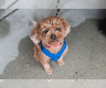 Small #4 Shih-Poo