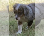 Small Photo #1 Miniature Australian Shepherd Puppy For Sale in DUNCAN, OK, USA