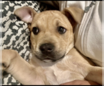 Small #1 Mutt