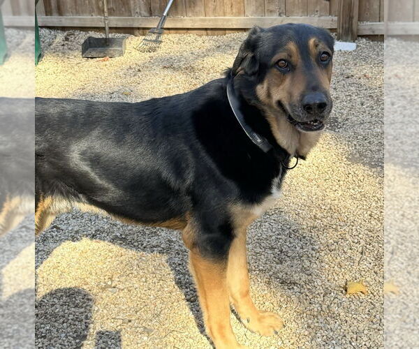 Medium Photo #13 Mutt Puppy For Sale in Brewster, NY, USA