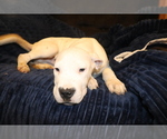 Small Photo #8 Dogo Argentino Puppy For Sale in CANON CITY, CO, USA