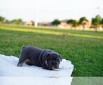Puppy 7 English Bulldog