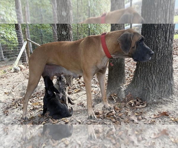 Medium Photo #18 Great Dane Puppy For Sale in CLANTON, AL, USA