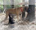 Small #17 Great Dane