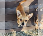 Small #1 Chihuahua Mix